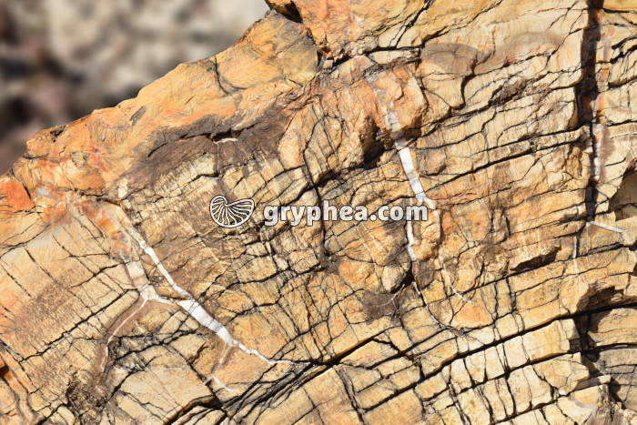 Tronc silicifié détail des anciens cernes de croissance (Petrified forest NP, Arizona, USA) - gryphea.com